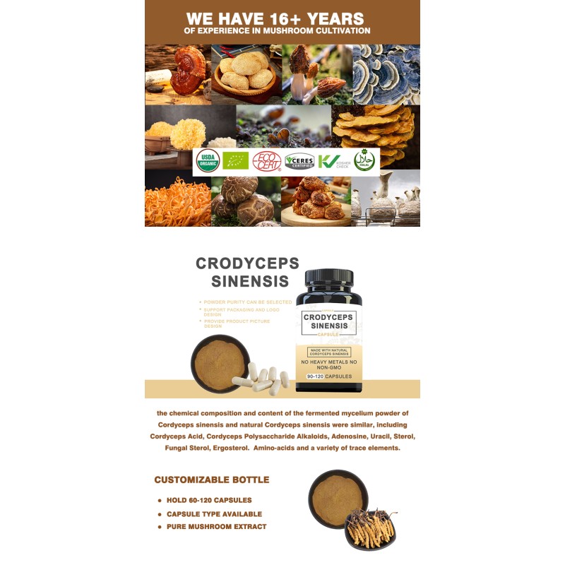 Cordyceps Extract Manufacturer - 50% Polysaccharides