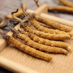 Cordyceps Manufacturer - Wholesale Wild Luofmiss