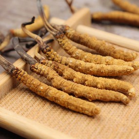 Cordyceps Manufacturer - Wholesale Wild Luofmiss