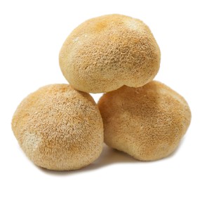 Lions Mane Mushroom Factory - Large Size Hericium