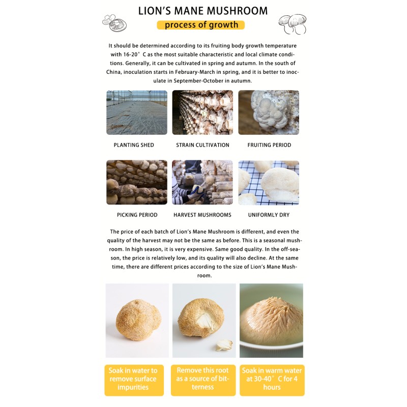 Lions Mane Mushroom Factory - Large Size Hericium