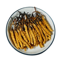 Cordyceps Extract Factory - Sinensis Militaris Blend