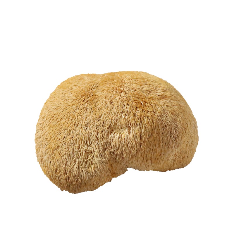 Air Dried Lions Mane Factory - Deep Mountain Large