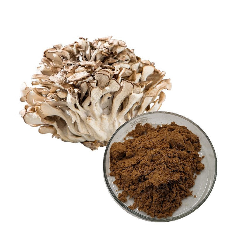 Maitake Powder Supplier - Dried Mushroom Organic