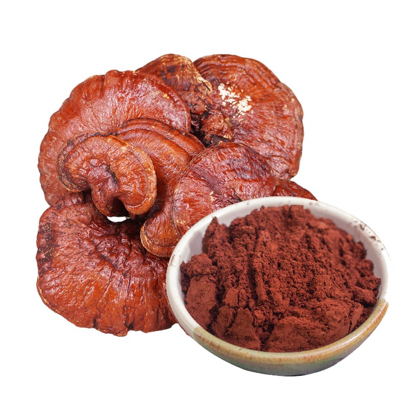 Reishi Extract Manufacturer - Amino Acid Vitamin