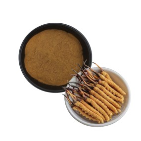 Cordyceps Extract Manufacturer - 50% Polysaccharides