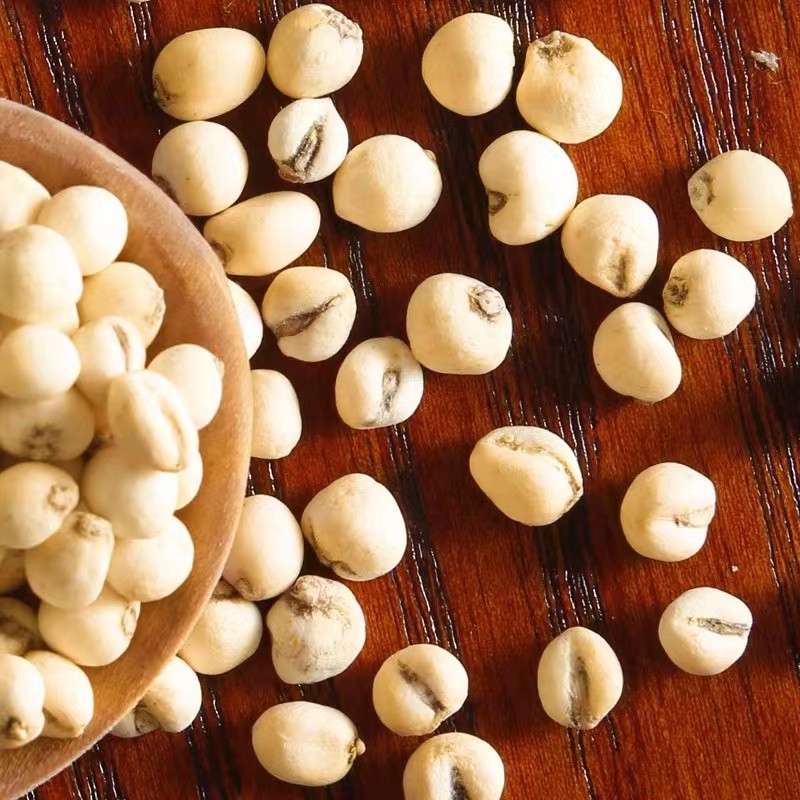 Fritillaria Extract Supplier - Cirrhosa Organic