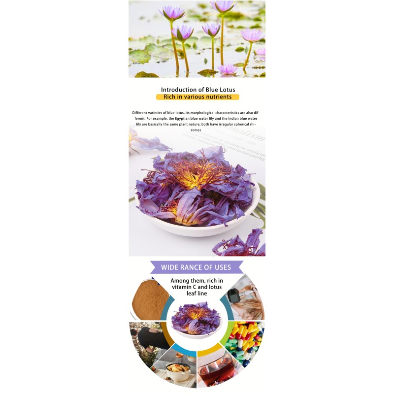 Blue Lotus Tea Supplier - Handmade Blooming Herbal