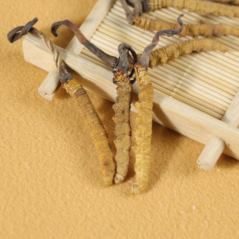 Cordyceps Extract Factory - Sinensis Militaris Blend