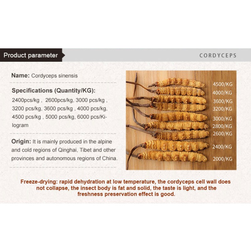 Wild Cordyceps Factory - Organic Tianshi Tibet