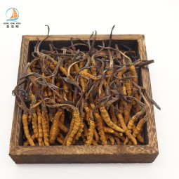 Cordyceps Sinensis Manufacturer - Frozen Dried Natural