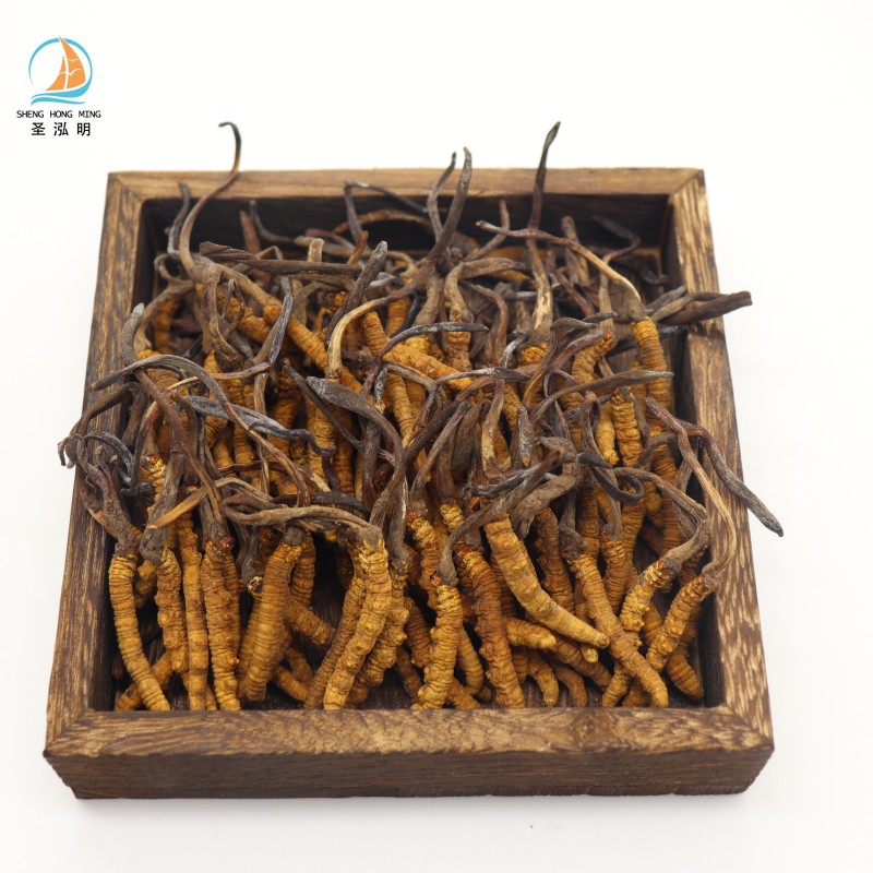 Cordyceps Sinensis Manufacturer - Frozen Dried Natural