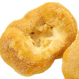 Cocklebur Mushroom Supplier - High Quality Nourishing