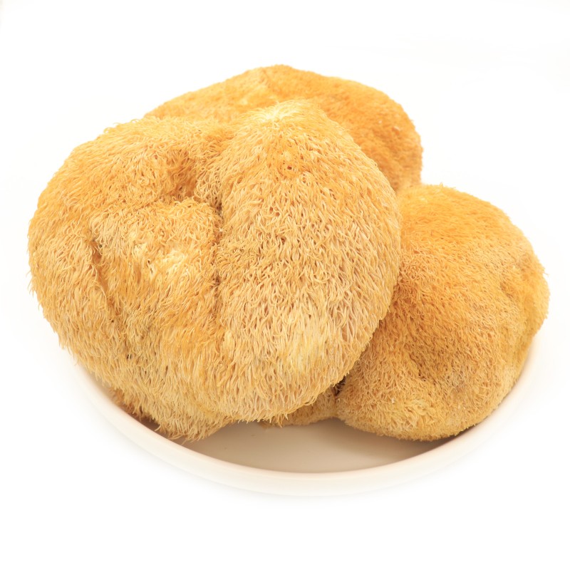 Cocklebur Mushroom Manufacturer - Deep Mountain Large