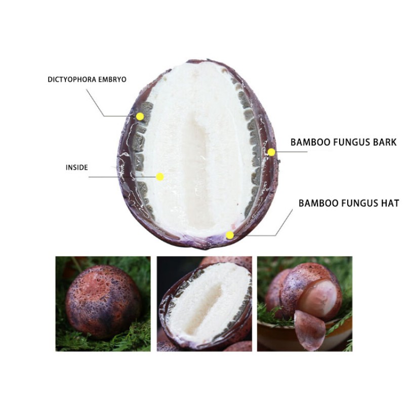 Dried Dictyophora Supplier - Bamboo Fungus Eggs