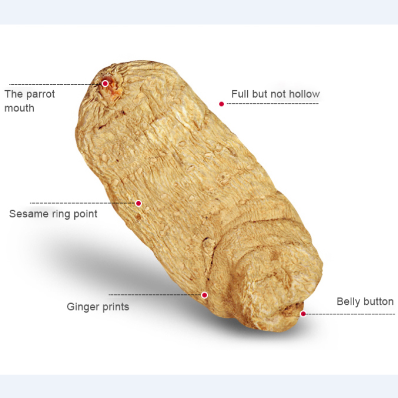 Gastrodia Tuber Supplier - Organic Tian Ma Wholesale