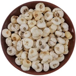 Fritillaria Extract Supplier - Cirrhosa Organic