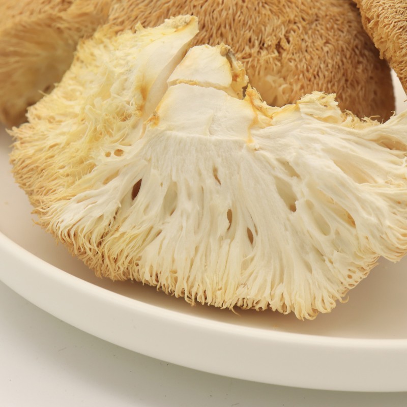 Cocklebur Mushroom Manufacturer - Deep Mountain Large
