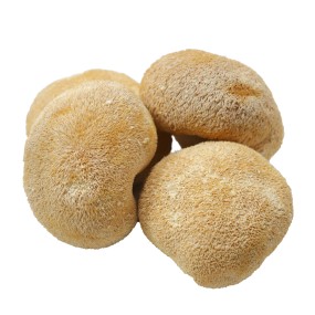 Lions Mane Mushroom Supplier - Deep Mountain Nourishing