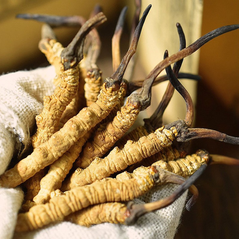 Cordyceps Sinensis Manufacturer - Frozen Dried Natural