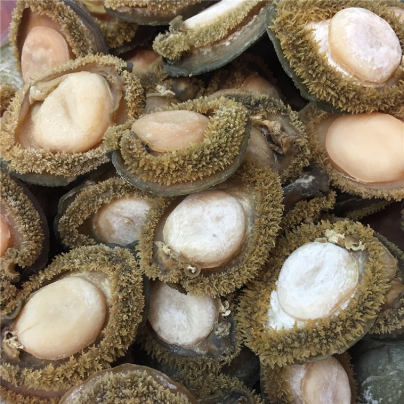 Raw Abalone Supplier - Shell Red Frozen