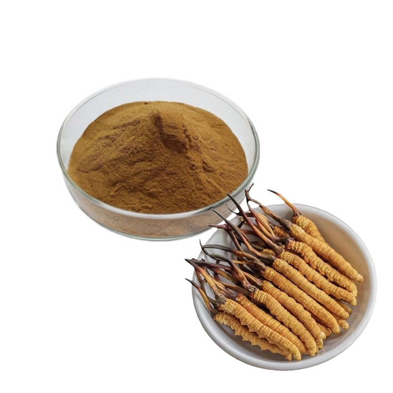 Cordyceps Extract Manufacturer - 50% Polysaccharides