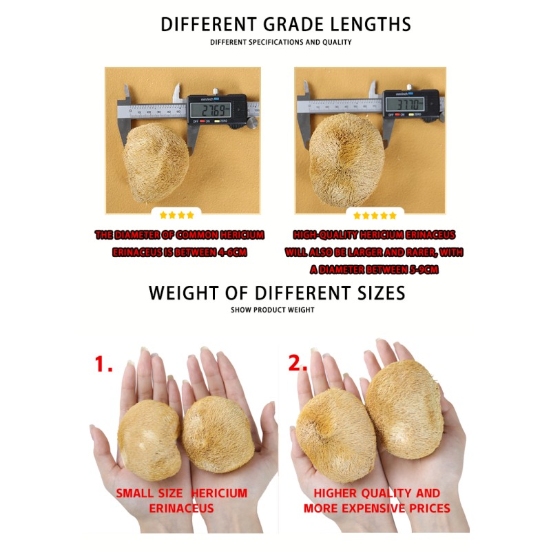 Lions Mane Mushroom Supplier - Deep Mountain Nourishing