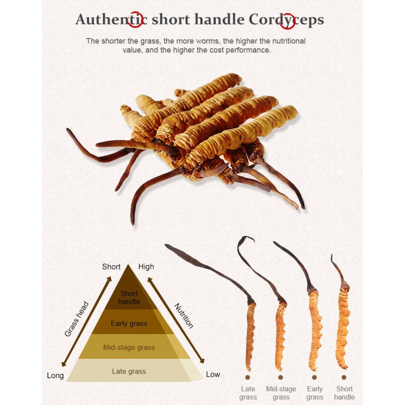 Wild Cordyceps Factory - Organic Tianshi Tibet