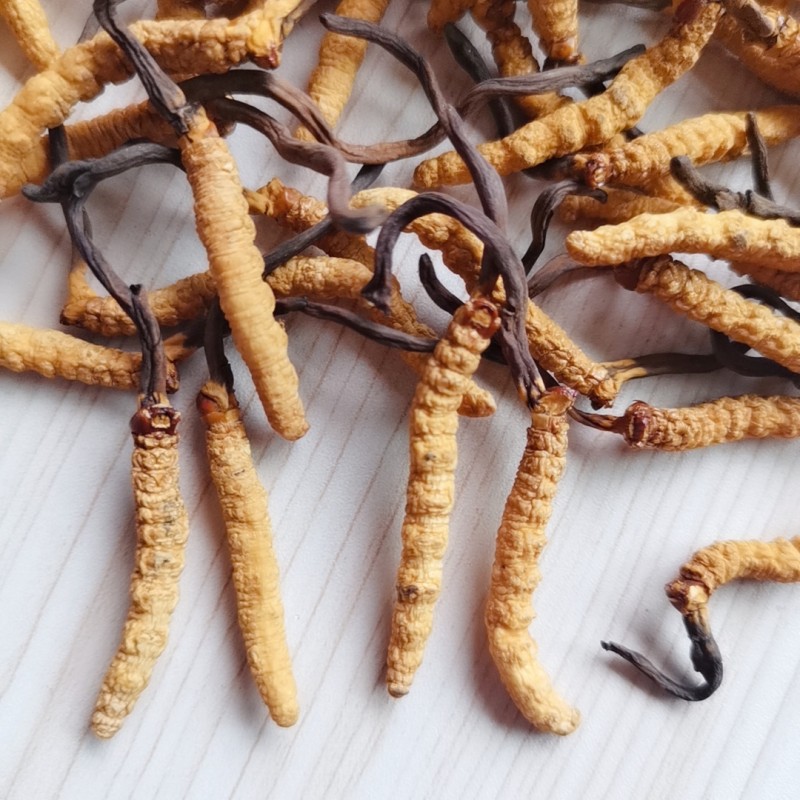 Wild Cordyceps Supplier - Whole Plant Collagen