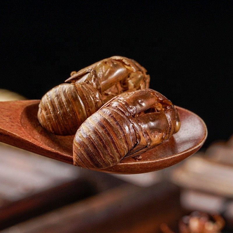 Cicada Slough Extract Supplier - Solvent Extraction Powder