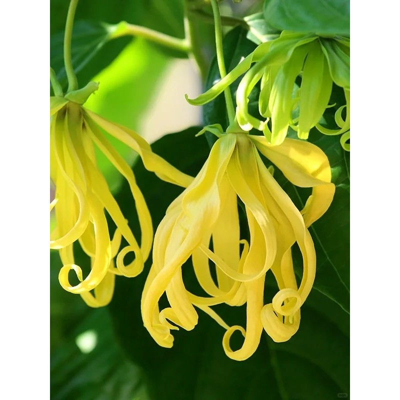 Ylang Ylang Oil Manufacturer - Pure Therapeutic Perfume