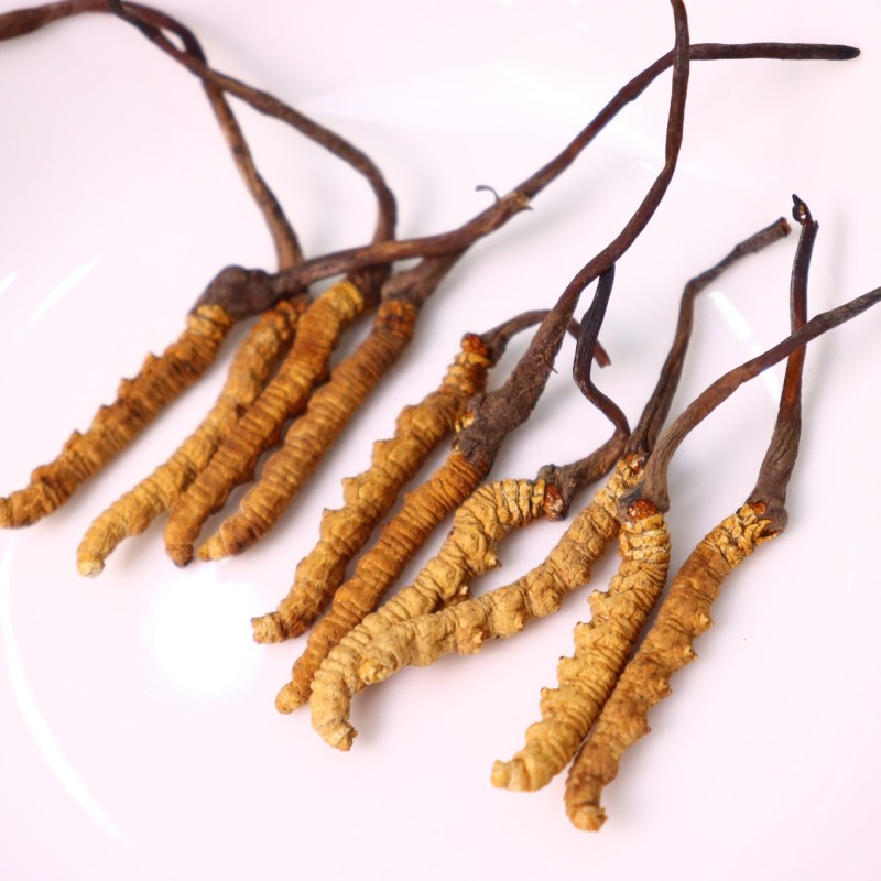 Cordyceps Sinensis Factory - Semi Wild 2600pcs kg
