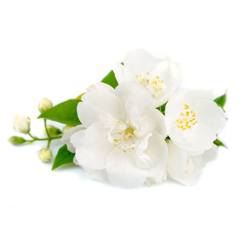 Jasmine Essential Oil Factory - Perfume Cosmetics Hair Growth