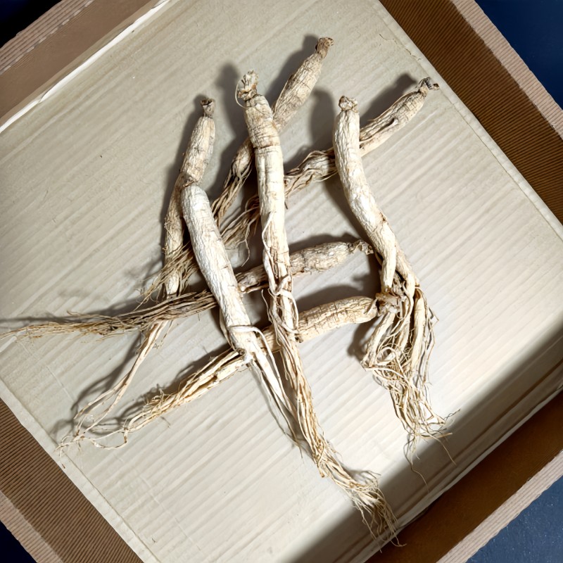 Changbai Mountain Ginseng Supplier - Natural Power