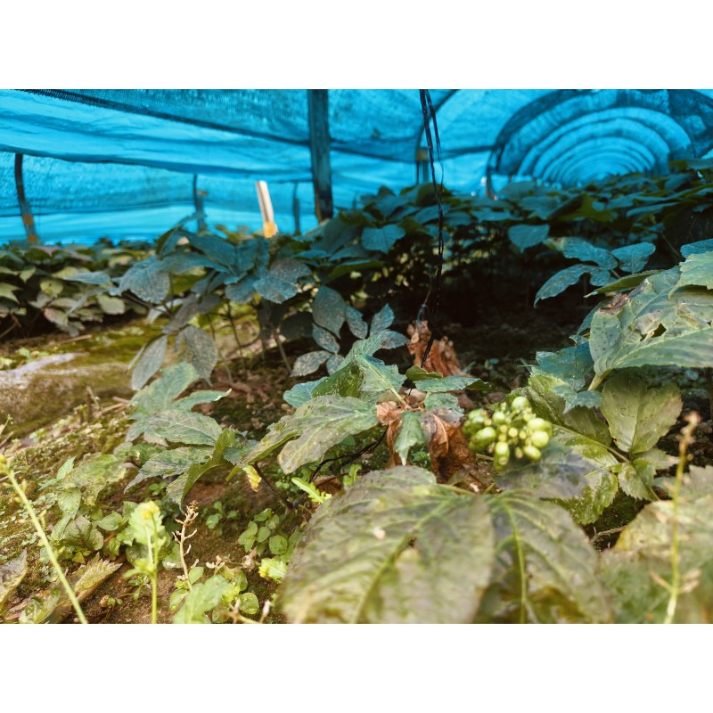 Raw Ginseng Supplier - Wholesale Dried Style