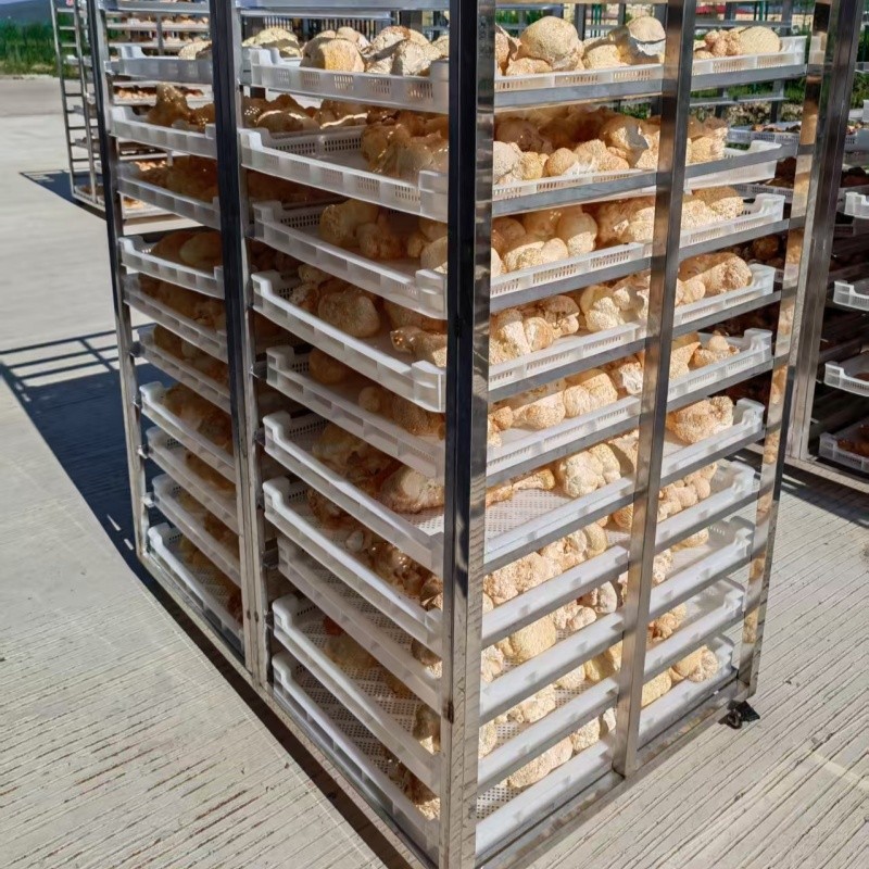 Dried Lion's Mane Mushrooms Factory - Cultivated Raw