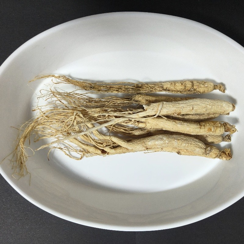 White Ginseng Root Factory - Wild Plant Sizes