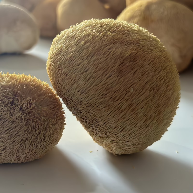 Lion's Mane Mushroom Factory - Raw Air Dried Spice