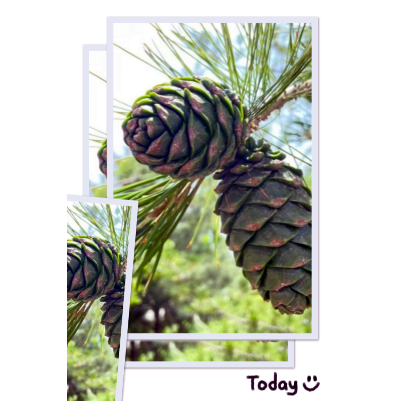 Passion Fruit Tea Cubes Factory - Mini Freeze Dried