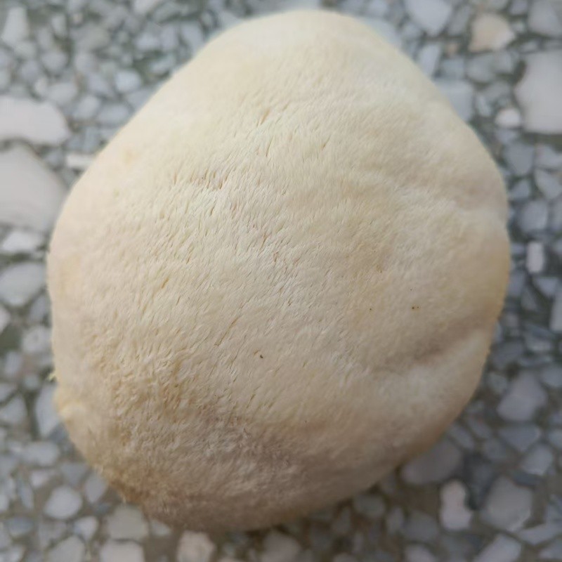 Dried Lion's Mane Mushrooms Factory - Cultivated Raw