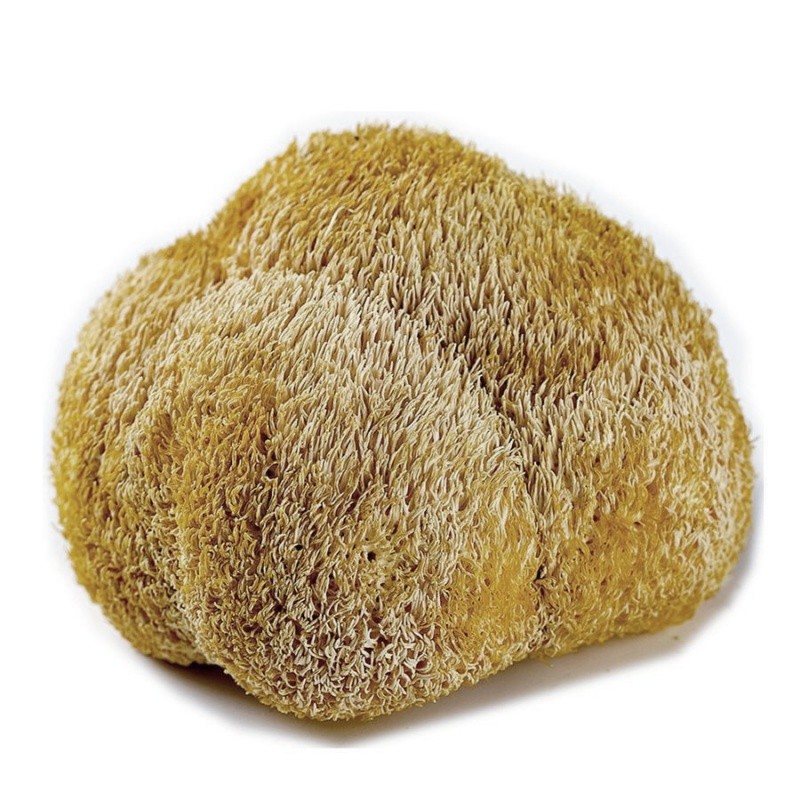 Lion's Mane Mushroom Manufacturer - Organic Bulk Packaged