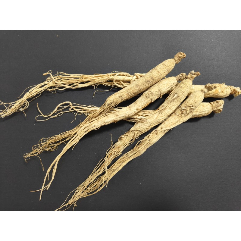 Panax Ginseng Root Manufacturer - Organic Wild