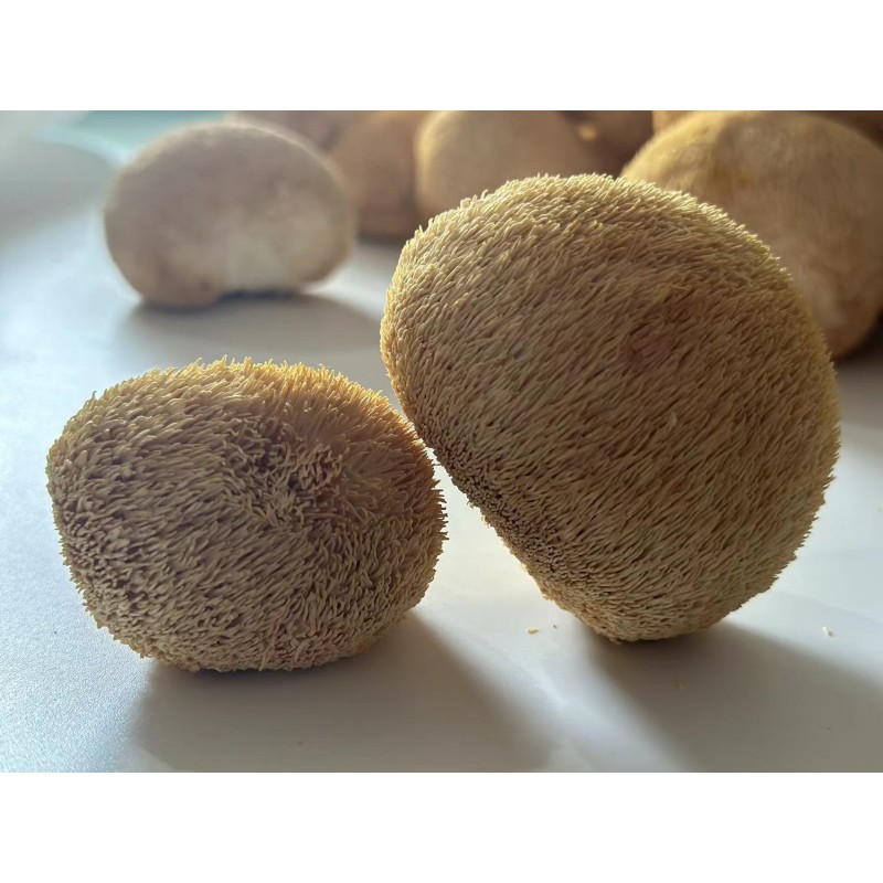 Bearded Tooth Mushroom Supplier - Organic Air Dried