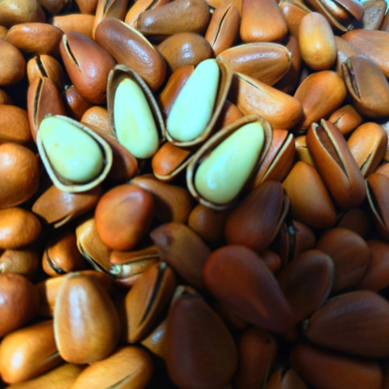 Organic Pine Nuts Manufacturer - Healthy Premium Snack