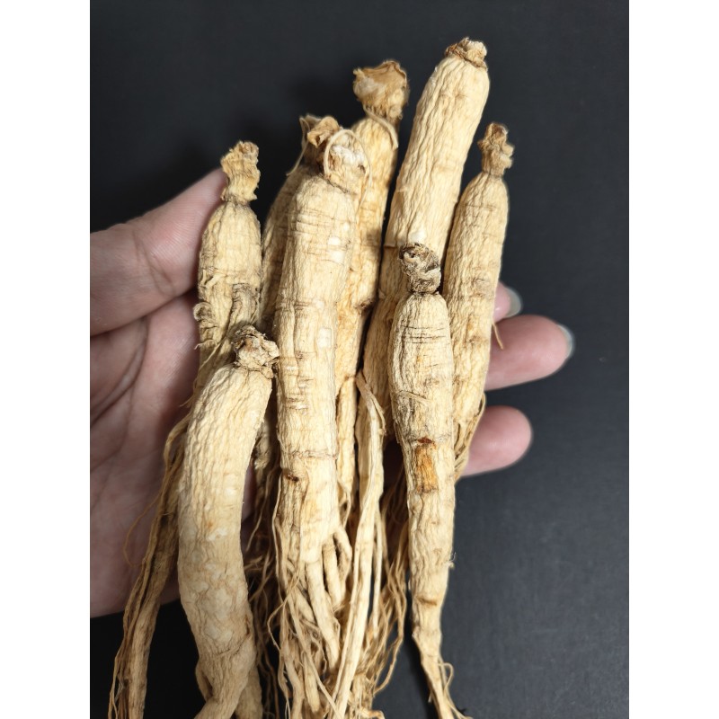 Raw Ginseng Supplier - Hot Selling Herbal