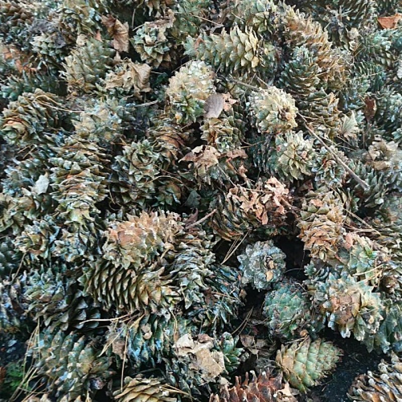 Organic Pine Nuts Supplier - Jilin Roasted Nut