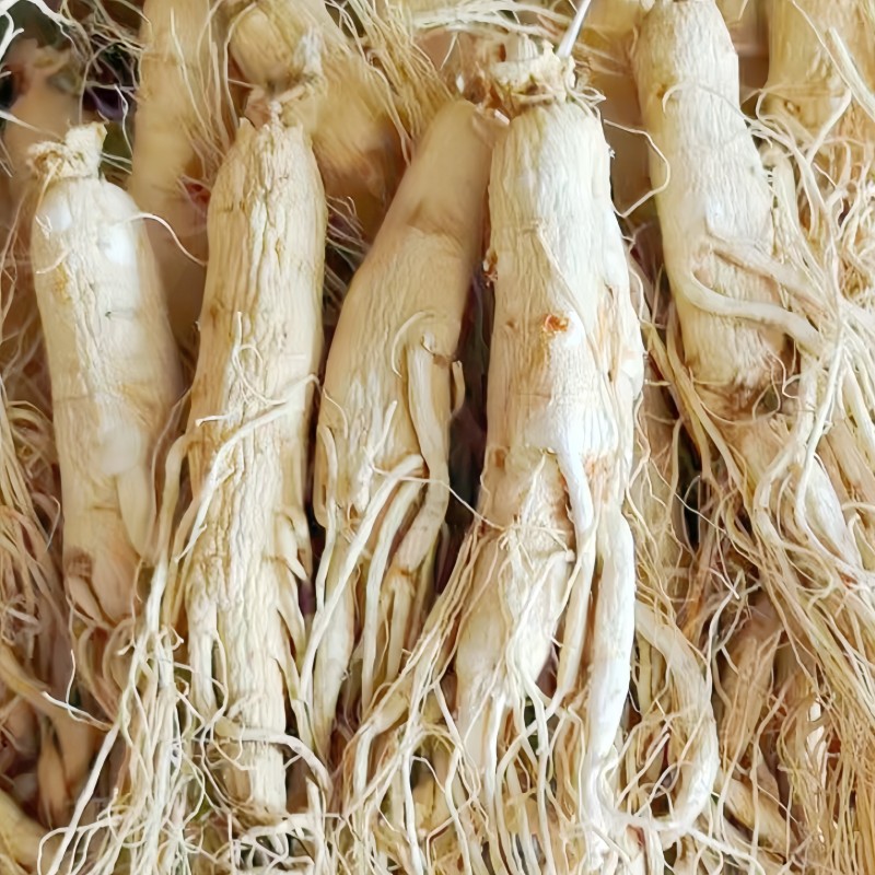 White Ginseng Root Manufacturer - Organic Top Grade