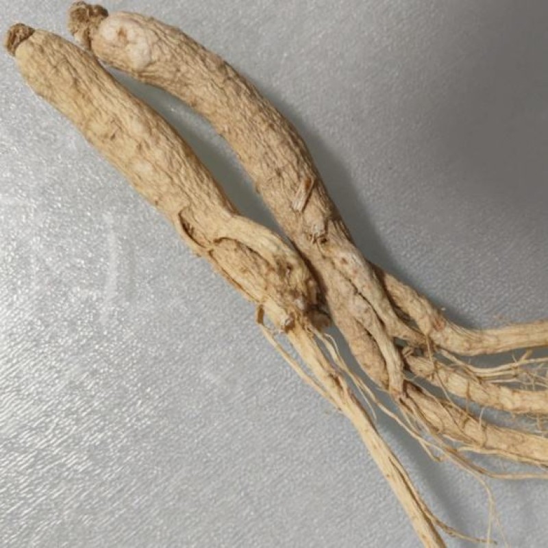 White Ginseng Root Supplier - Direct Sale Food Grade