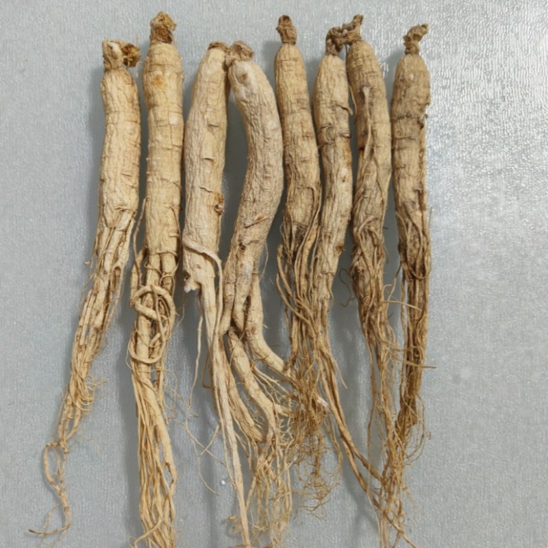 Panax Ginseng Root Supplier - Agriculture Product