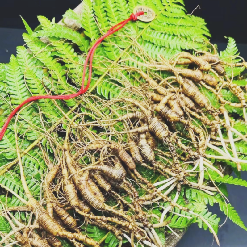 Raw Ginseng Supplier - Hot Selling Herbal